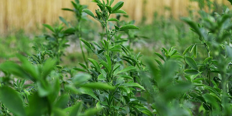 Alfalfa